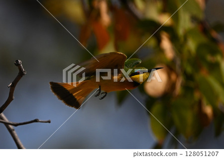 Little bee-eater takes off past leafy branch Little bee-eater takes off past leafy branch 128051207