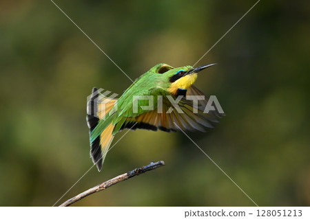 Little bee-eater takes off from thin bough Little bee-eater takes off from thin bough 128051213
