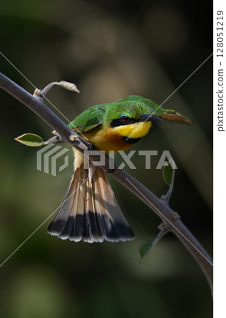 Little bee-eater takes off from leafy bough 128051219