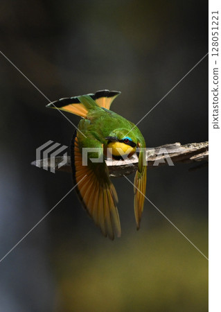 Little bee-eater takes off from dry bough Little bee-eater takes off from dry bough 128051221