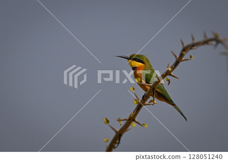 Little bee-eater on thornbush branch in profile Little bee-eater on thornbush branch in profile 128051240