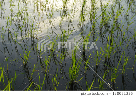 Rice shining with morning dew Rice shining with morning dew 128051356