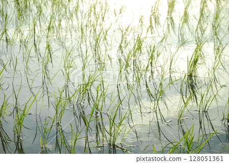 稻米帶著晨露閃閃發亮 128051361