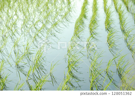 稻米帶著晨露閃閃發亮 128051362