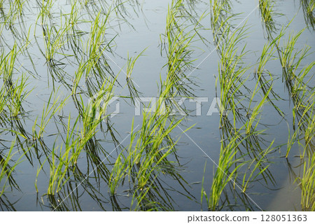 稻米帶著晨露閃閃發亮 128051363