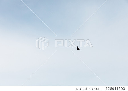 Bird of eagle flying in the sky above the clouds 128051500