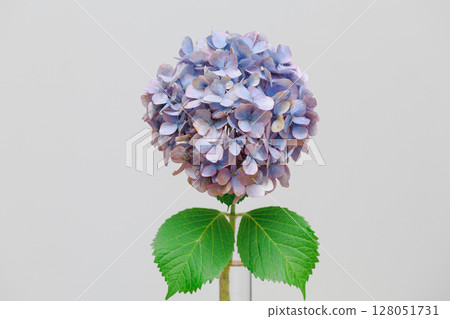 一張簡單的繡球花靜物照片。白色背景下，與自然花朵和諧共存。 128051731