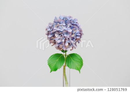 一張簡單的繡球花靜物照片。白色背景下，與自然花朵和諧共存。 128051769