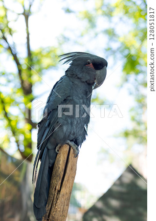 Black parrot is perched on a wooden pole Black parrot is perched on a wooden pole 128051817