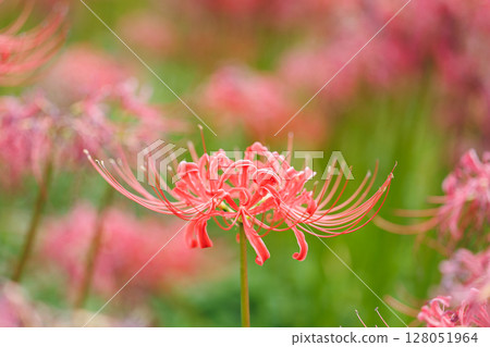 Autumn scenery with blooming spider lilies. A fantastic atmosphere with clusters of vibrant red flowers. 128051964