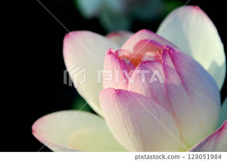 在農村看到的蓮花 在農村看到的蓮花 128051984