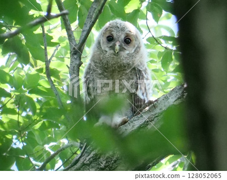 A cute young owl with round eyes A cute young owl with round eyes 128052065