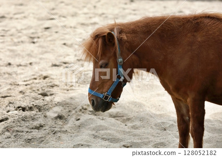 小馬側身站在沙灘上 小馬側身站在沙灘上 128052182
