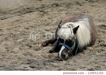 小馬趴在沙灘上休息 小馬趴在沙灘上休息 128052183