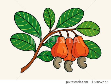 Cashew nuts on branch with leaves. Vector isolated illustration 128052446
