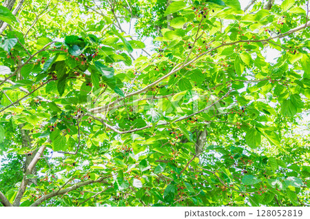 Mulberry tree in early summer: ripe fruit Mulberry tree in early summer: ripe fruit 128052819