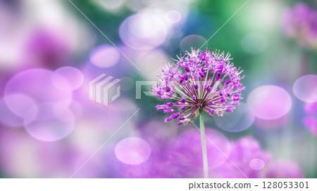 Purple Sensation. Purple sensation flower blooms in vibrant garden setting with soft bokeh background Purple Sensation. Purple sensation flower blooms in vibrant garden setting with soft bokeh background 128053301
