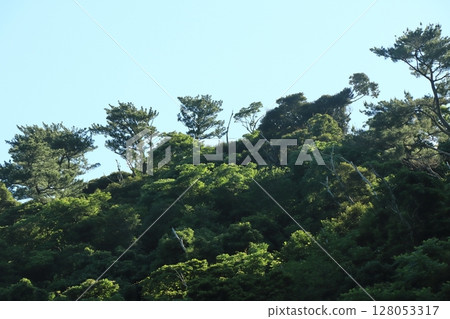 Early summer in Yanbaru, Kunigami Village, Okinawa Prefecture 128053317