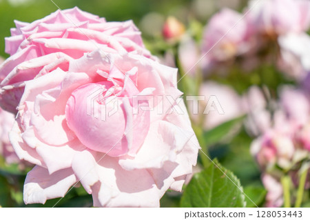 Cute pink rose La France 128053443