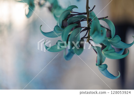 Jade vine blooming in the tropics | A fantastical blue flower Jade vine blooming in the tropics | A fantastical blue flower 128053924