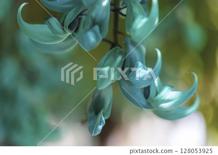 Jade vine blooming in the tropics | A fantastical blue flower Jade vine blooming in the tropics | A fantastical blue flower 128053925