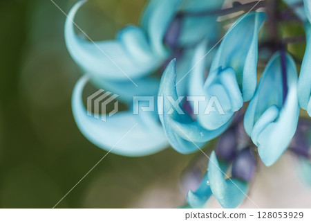 熱帶地區盛開的翡翠藤 | 奇幻的藍色花朵 128053929