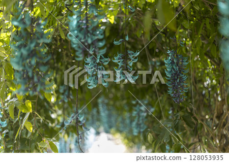 Jade vine blooming in the tropics | A fantastical blue flower 128053935