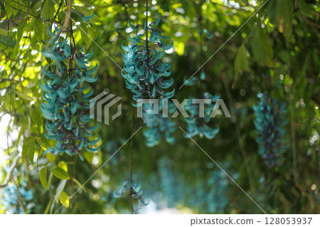 Jade vine blooming in the tropics | A fantastical blue flower 128053937