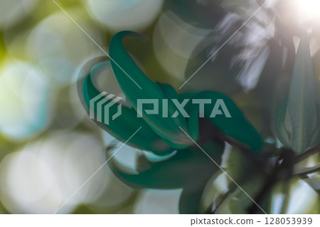 熱帶地區盛開的翡翠藤 | 奇幻的藍色花朵 128053939