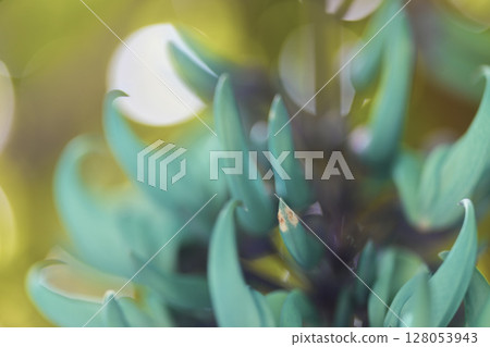 熱帶地區盛開的翡翠藤 | 奇幻的藍色花朵 128053943