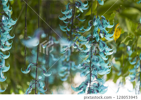 Jade vine blooming in the tropics | A fantastical blue flower Jade vine blooming in the tropics | A fantastical blue flower 128053945
