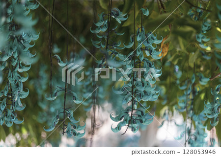 熱帶地區盛開的翡翠藤 | 奇幻的藍色花朵 128053946