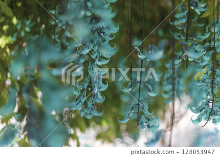 熱帶地區盛開的翡翠藤 | 奇幻的藍色花朵 熱帶地區盛開的翡翠藤 | 奇幻的藍色花朵 128053947