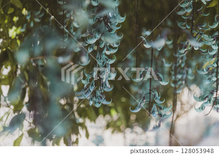 Jade vine blooming in the tropics | A fantastical blue flower 128053948