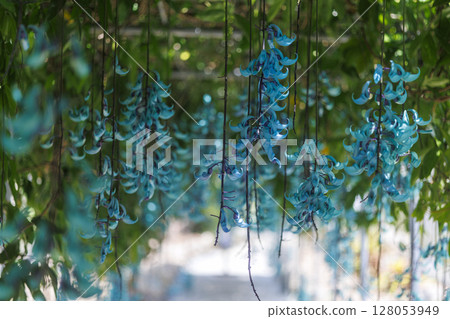 Jade vine blooming in the tropics | A fantastical blue flower 128053949