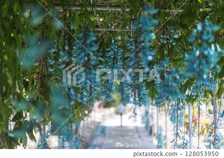 熱帶地區盛開的翡翠藤 | 奇幻的藍色花朵 128053950