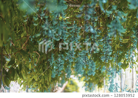 Jade vine blooming in the tropics | A fantastical blue flower 128053952