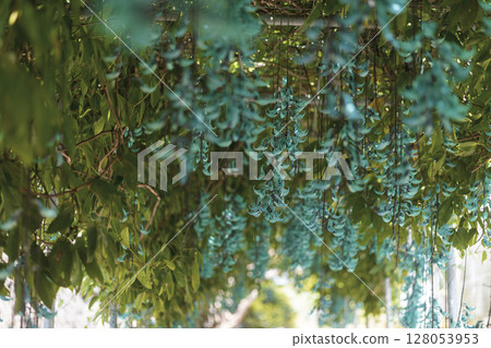 Jade vine blooming in the tropics | A fantastical blue flower Jade vine blooming in the tropics | A fantastical blue flower 128053953