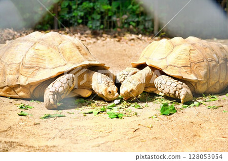 A friendly meal for tortoises in the afternoon A friendly meal for tortoises in the afternoon 128053954