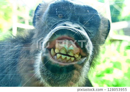 太厲害了！黑猩猩的臉部表情 128053955