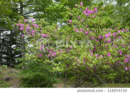 Climbing Mount Kumotori, Tokyo 128054130