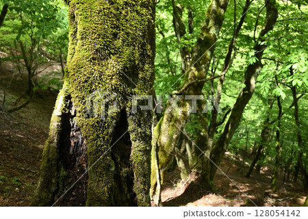 Climbing Mount Kumotori, Tokyo Climbing Mount Kumotori, Tokyo 128054142