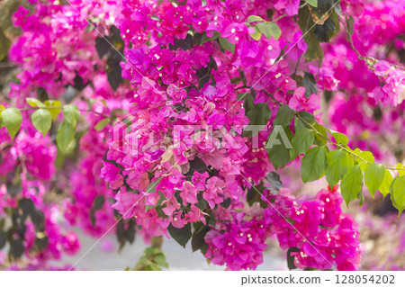 Vivid bougainvillea blooming in the tropics 128054202