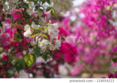 Vivid bougainvillea blooming in the tropics 128054213