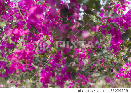 Vivid bougainvillea blooming in the tropics Vivid bougainvillea blooming in the tropics 128054239