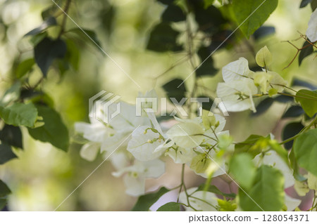 A summer day with white bougainvillea swaying A summer day with white bougainvillea swaying 128054371