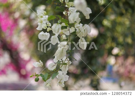 A summer day with white bougainvillea swaying A summer day with white bougainvillea swaying 128054372