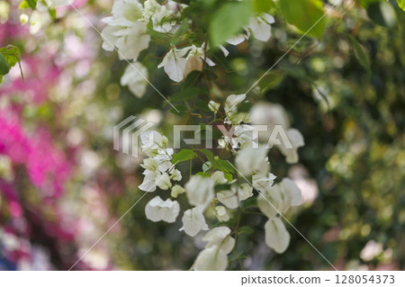夏日里,白色九重葛搖曳 夏日里,白色九重葛搖曳 128054373