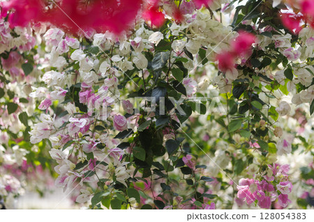 A summer day with white bougainvillea swaying 128054383