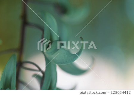 Jade vine blooming in the tropics | A fantastical blue flower Jade vine blooming in the tropics | A fantastical blue flower 128054412